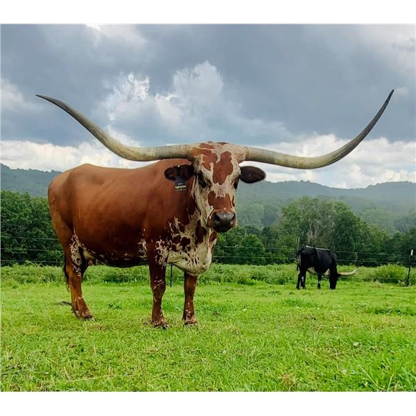 Rugged Cross Rapture