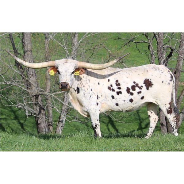 RRR MISS BRAVO'S LADY 607