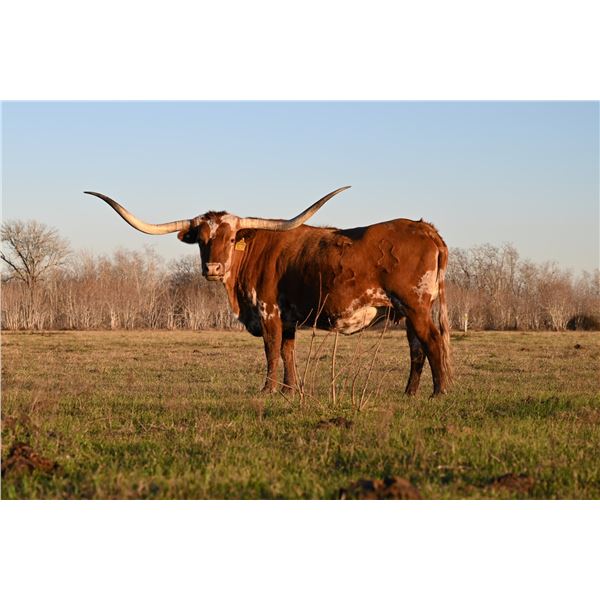 CAROLINA SMARTY PANTS