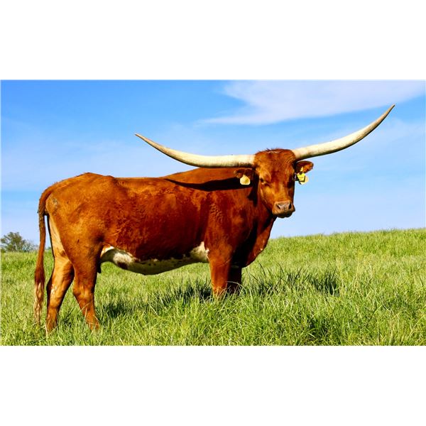 PCC Miss Shining Star