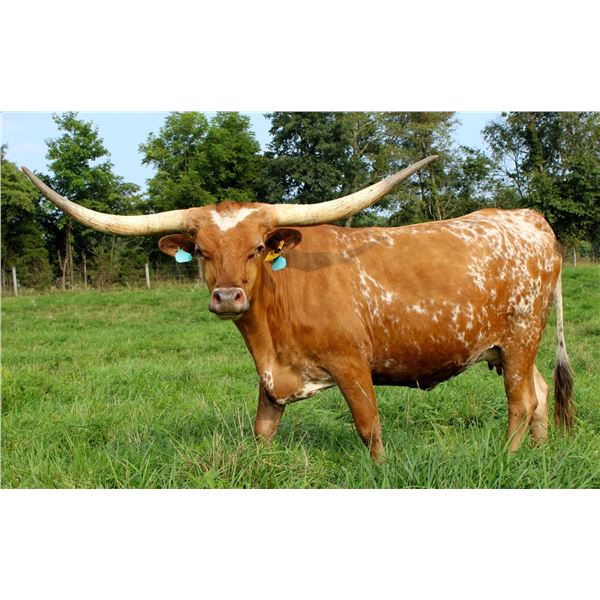 HL Smokin’ Hot Jaynie