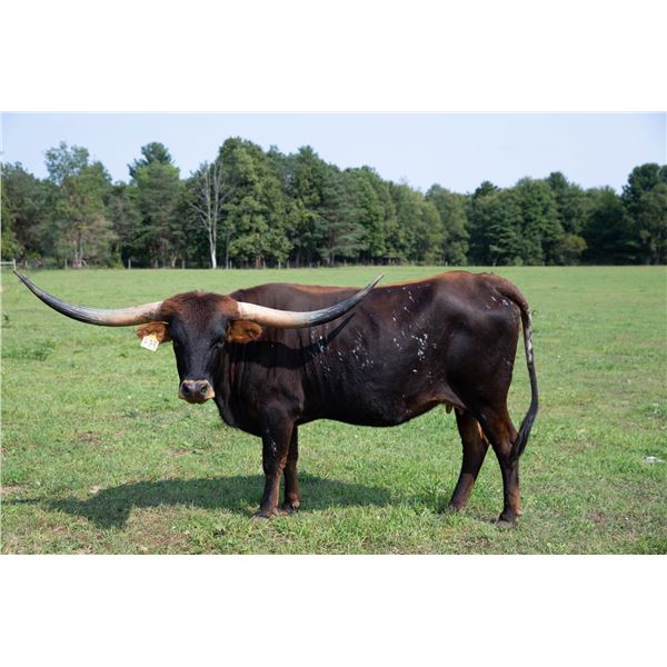 AML MISS WHITETAIL BRIELLE