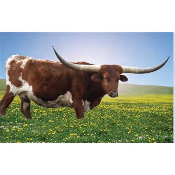 RV High Caliber Star