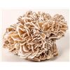 Image 1 : Desert Rose [150836]