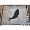 Image 1 : Fish Fossil Diplomytsus [159122]