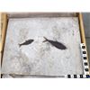 Image 1 : Diplocercides [159123]