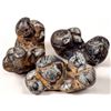 Image 1 : Bivalve Group [150845]