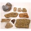 Image 1 : Insect Fossils  And Bivalve [150856]