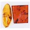 Image 1 : Amber With Insects [157557]