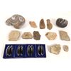 Image 1 : Magnetite, Bivalves And Insect Fossils [150860]
