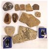 Image 1 : More insects, Bivalves And Magnetite [150830]