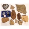 Image 1 : Fossilized Insects And Bivalves [150831]
