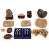 Image 1 : Fossilized Insects, Bivalves, Coral and Quartz [150821]