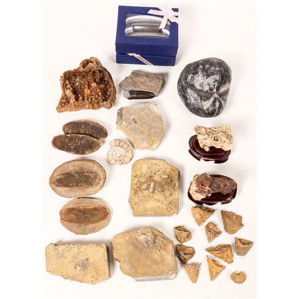Fossilized Insects.  Magnetite [150824]