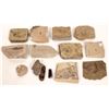 Image 1 : Fossilized Insects/Bugs [150818]