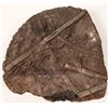 Image 1 : Crinoid Plate [150853]