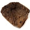 Image 2 : Crinoid Plate [150853]