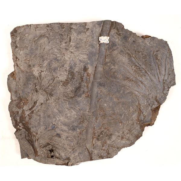 Crinoid Plate [150854]