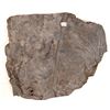 Image 1 : Crinoid Plate [150854]
