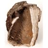 Image 1 : Fossil Coral [150849]