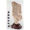 Image 1 : Fossil Coral [149091]