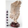 Image 2 : Fossil Coral [149091]