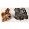 Image 1 : Coral And Bivalves [150847]