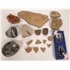 Image 1 : Coral, Bugs And Bivalves [150829]