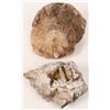 Image 1 : Fossil Coral [150848]
