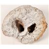 Image 3 : Fossil Coral [150848]