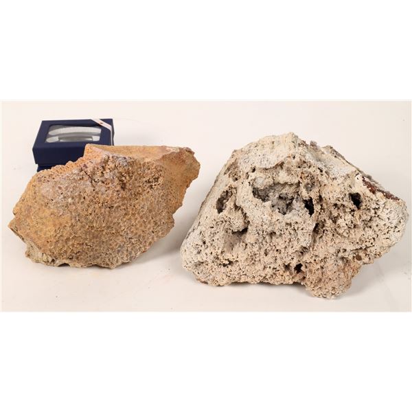 Fossil Coral And Magnetite (Rattlesnake Eggs).  [150810]