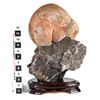Image 3 : Chinese Viewing Stone: Limestone with Sandstone Nodule [149097]