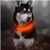 Image 1 : NEW MEDIUM RED LED & BLACK USB CHARGED PET COLLAR