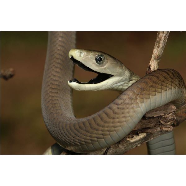 Black Mamba snake reprint photo