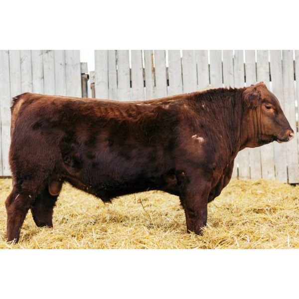 RED BAR OVER AJ DOMINIC 30K