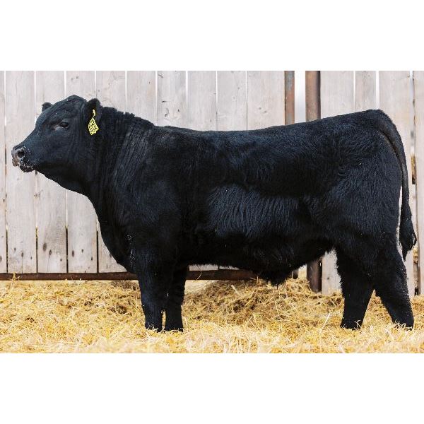 KSCC PACKING HEAT 143K