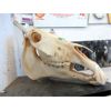 Image 1 : Horse Skull