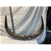 Image 1 : Horns