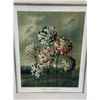Image 3 : D. THORNTON LONDON 1803 PRINT "GROUP OF CARNATIONS" FRAMED