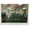 Image 4 : D. THORNTON LONDON 1803 PRINT "GROUP OF CARNATIONS" FRAMED