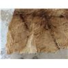 Image 3 : Brown Animal skin - apporximately 78"x 61" - good condition