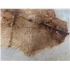 Image 4 : Brown Animal skin - apporximately 78"x 61" - good condition