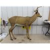 Image 1 : Buck Stand Up Decoy 52" x 52" 