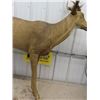Image 4 : Buck Stand Up Decoy 52" x 52" 