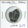 Image 1 : Trilobite Fossil. Discovered in Utah.