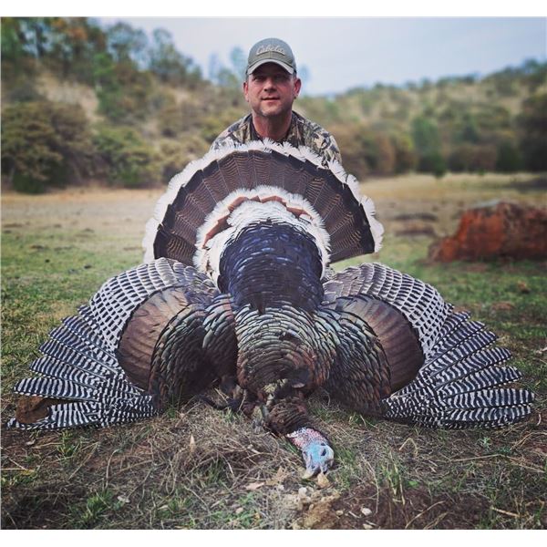 Mexico: 3 Day 4 Night Fully Guided Gould's Turkey Hunt for 2 Hunters