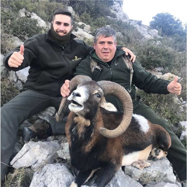 SPAIN: Iberian Mouflon