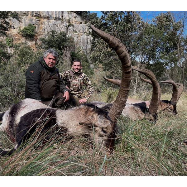 SPAIN: 4 D 3 N Beceite Ibex Hunt for 1 Hunter, includes a $4,000.00 (50%)  Beceite Ibex TF credit.