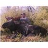 Image 4 : Canada: Alberta 7-Day Alberta Canadian Moose Hunt for 1 Hunter, Plus a Wolf for No Trophy Fee.