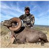 Image 1 : Mexico: 10-Day Desert Bighorn Sheep Hunt (8 hunting days) in Sonora, Mexico for One Hunter.
